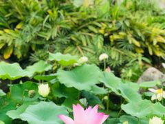 -厦门园林博览苑