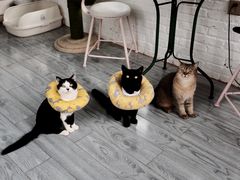 -喵屿·大理花园猫咖