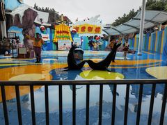 -海合安成都极地海洋公园