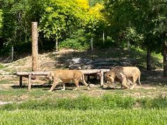 -北京野生动物园