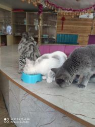 -萌宠亲子动物乐园(槐房万达店)