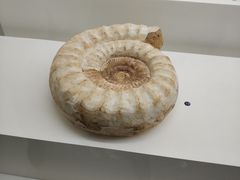 -青岛贝壳博物馆