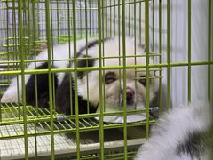 -观音桥步行街
