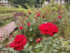 -镇坪县曙坪小学