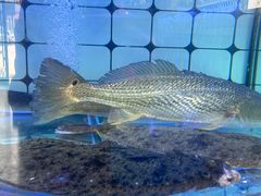 -日照大牌檔•小船海鲜(万平口店)