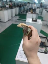 -神奇动物撸宠馆·羊驼·小浣熊·异宠(豫园店)
