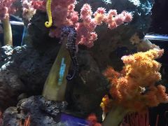 -暹罗海洋世界