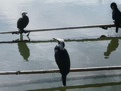 -长兴太湖图影湿地文化园