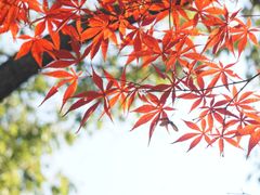 -顾村公园