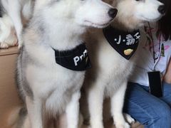 -Husky Go! 哈士奇体验馆·宠物咖啡厅狗咖