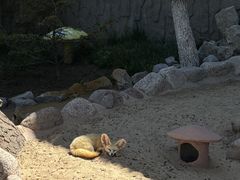 -西霞口神雕山野生动物世界