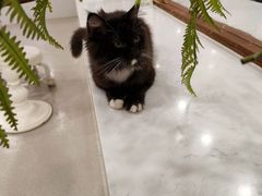 -共舞时光猫咖·狗咖(新街口店)