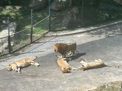 -大连森林动物园