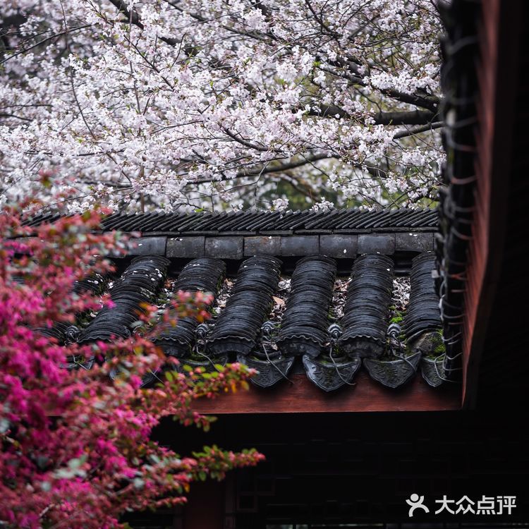 人间绝境‼️清冷至极‼️告诉你一个看樱花沒人的地方🌸