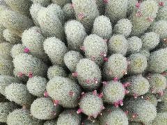 -墨尔本皇家植物园