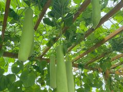 -中国天府农业博览园