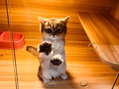 -猫十亿·布偶金渐层·曼基康矮脚猫舍(青年路店)