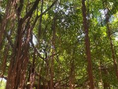 -福田红树林生态公园