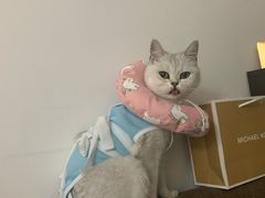-伟伟宠物医院·瑞派猫友好医院·猫科(光谷店)