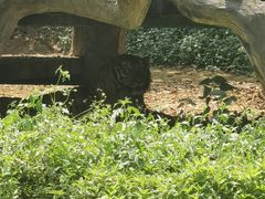 -海南热带野生动植物园