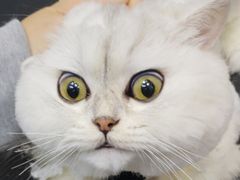 -PETKIT 小佩宠物·低压洗护·美容·寄养(安远店)