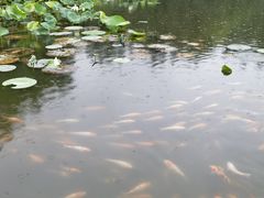 -昆山城市生态森林公园