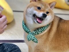 -逗柴咖啡屋·狗咖猫咖宠物桌游