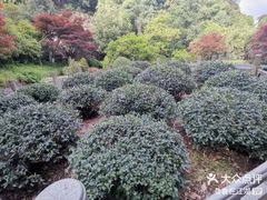 -十八棵（老龙井）御茶园(老龙井店)