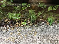 -鯛匠 HANANA