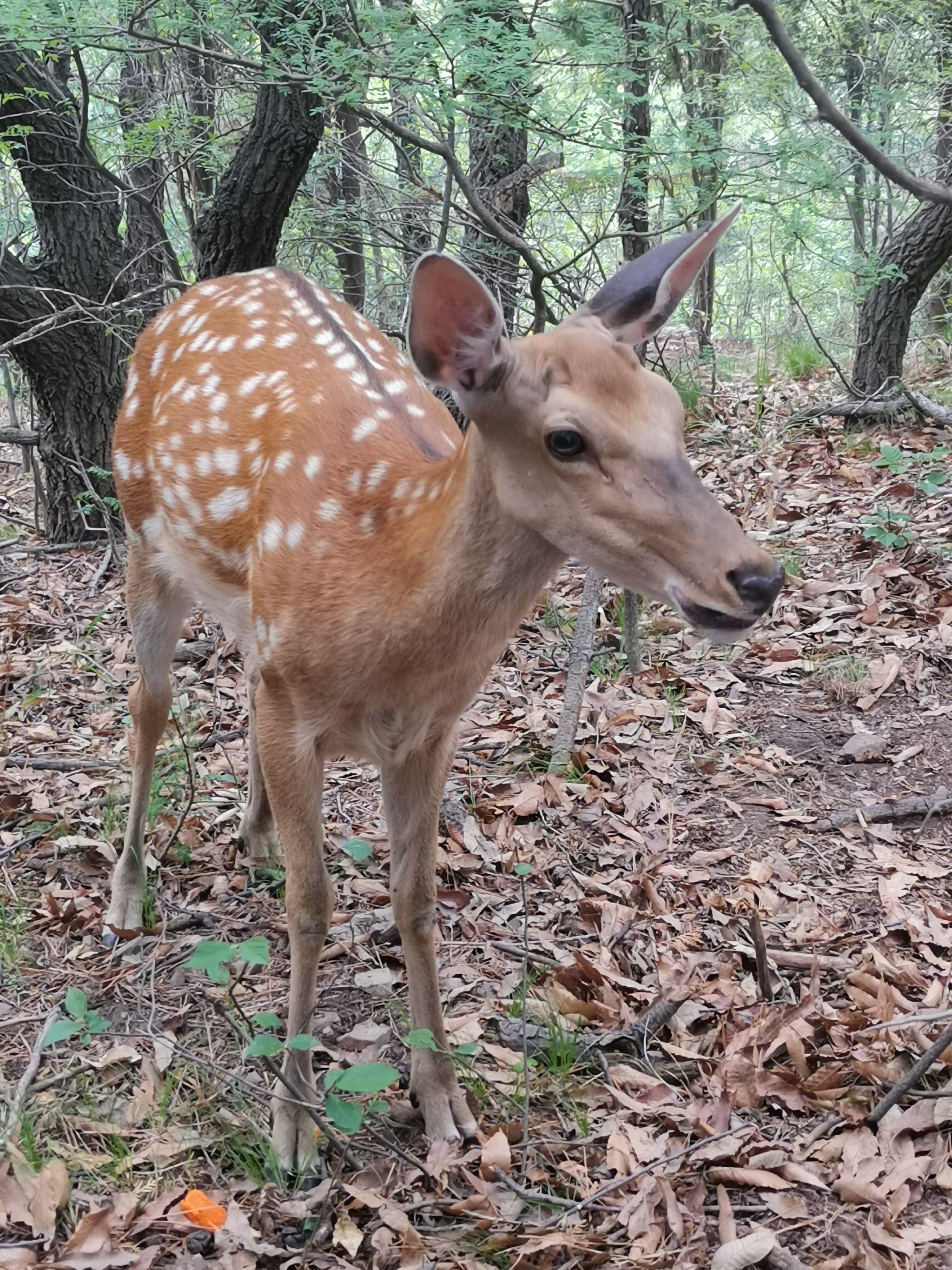 被梅花鹿追着跑
