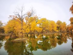 -金塔沙漠胡杨林景区