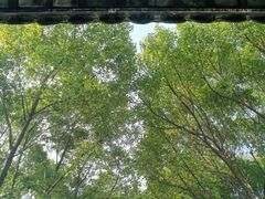 -上海佘山国家森林公园天马山园