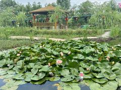 -同銮特种养殖场·龙虾垂钓