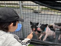 -前小桔亲子创意农场·草莓采摘·露营烧烤