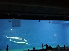 -芜湖新华联大白鲸海洋公园