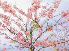 -白石龙音乐公园