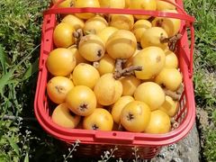 -塘栖枇杷特色园区