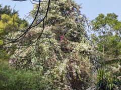 -深圳国际园林花卉博览园