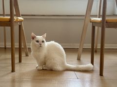 -Let's go狗咖·猫咖·奶狗·桌游(春熙路IFS店)
