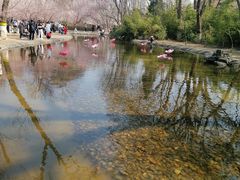-桃花堤公园
