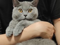 -猫大福·Fortune Cat猫舍(百子湾店)