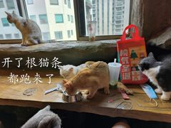 -猫猫幼稚园·撸猫·桌游·电玩