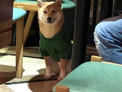 -猫色咖啡·猫咖