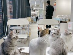 -怪兽屋·羊驼·猫咖·狗咖(俊华广场店)