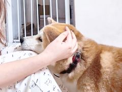 -是阿柴呀！柴犬咖啡·爱喵喵猫咖