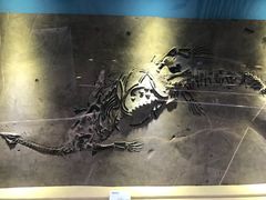 -陕西自然博物馆