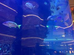 -OPEN開全日自助餐厅·牛肉火锅·海鲜(佛山希尔顿酒店)