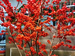 -双季花艺园艺市场(浦东店)