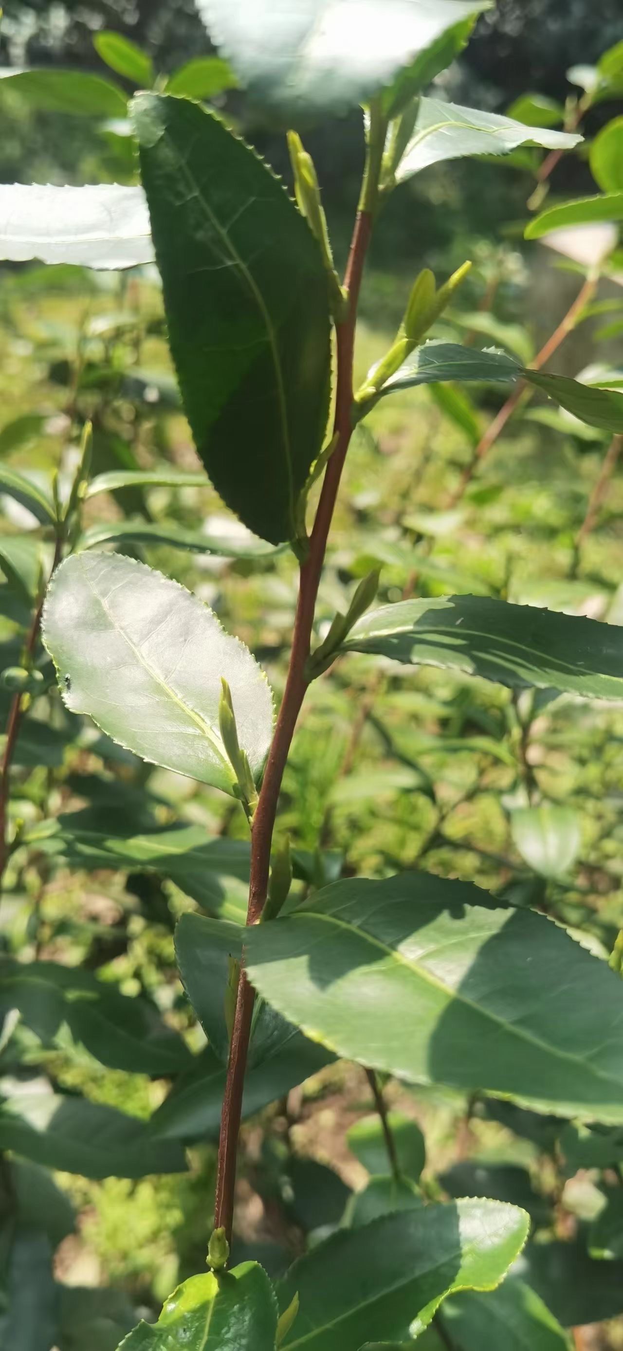 洞庭碧螺春