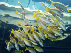 -悉尼海洋生物水族馆